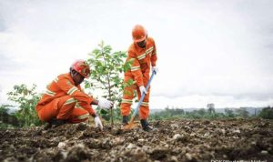 Tambang Berkelanjutan: Reklamasi 84,86 Hektare Lahan Bekas Tambang Weda Bay Nickel Tambang Berkelanjutan: Reklamasi 84,86 Hektare Lahan Bekas Tambang Weda Bay Nickel