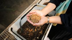 DPRD Kota Bandung: Magotisasi Berpotensi, Minta Solusi Cepat dari Pemerintah