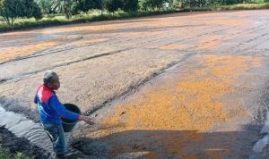 Perda LP2B Disahkan DPRD Bulungan, Pengawasan Alih Fungsi Lahan Diperketat