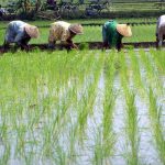 Permasalahan Irigasi di Jember Mengundang Perhatian DPRD