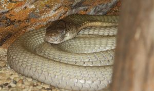 Penyelamatan Indukan King Kobra dan 21 Telur di Pacitan