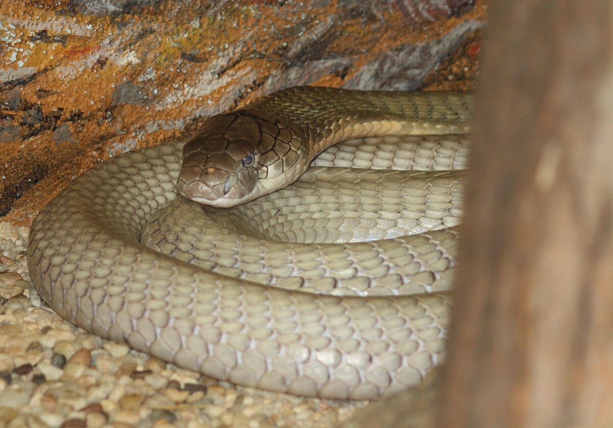 Penyelamatan Indukan King Kobra dan 21 Telur di Pacitan