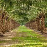 Sawit dan Izin Kayu Jadi Sorotan Revisi UU Kehutanan, DPR Undang Masyarakat dan LSM Bergabung