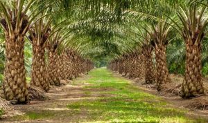 Sawit dan Izin Kayu Jadi Sorotan Revisi UU Kehutanan, DPR Undang Masyarakat dan LSM Bergabung Sawit dan Izin Kayu Jadi Sorotan Revisi UU Kehutanan, DPR Undang Masyarakat dan LSM Bergabung