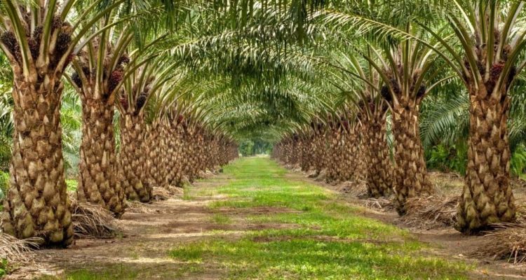 Sawit dan Izin Kayu Jadi Sorotan Revisi UU Kehutanan, DPR Undang Masyarakat dan LSM Bergabung