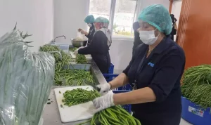 Libur Sementara SPPG di Kota Malang: Pengaruh pada Program MBG, 2–7 Januari Tidak Beroperasi