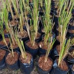 Peringatan BPBD Mojokerto: Angin Kencang Tidak Kenal Musim, Warga Diminta Waspada