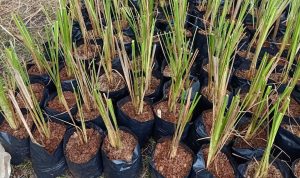 Peringatan BPBD Mojokerto: Angin Kencang Tidak Kenal Musim, Warga Diminta Waspada