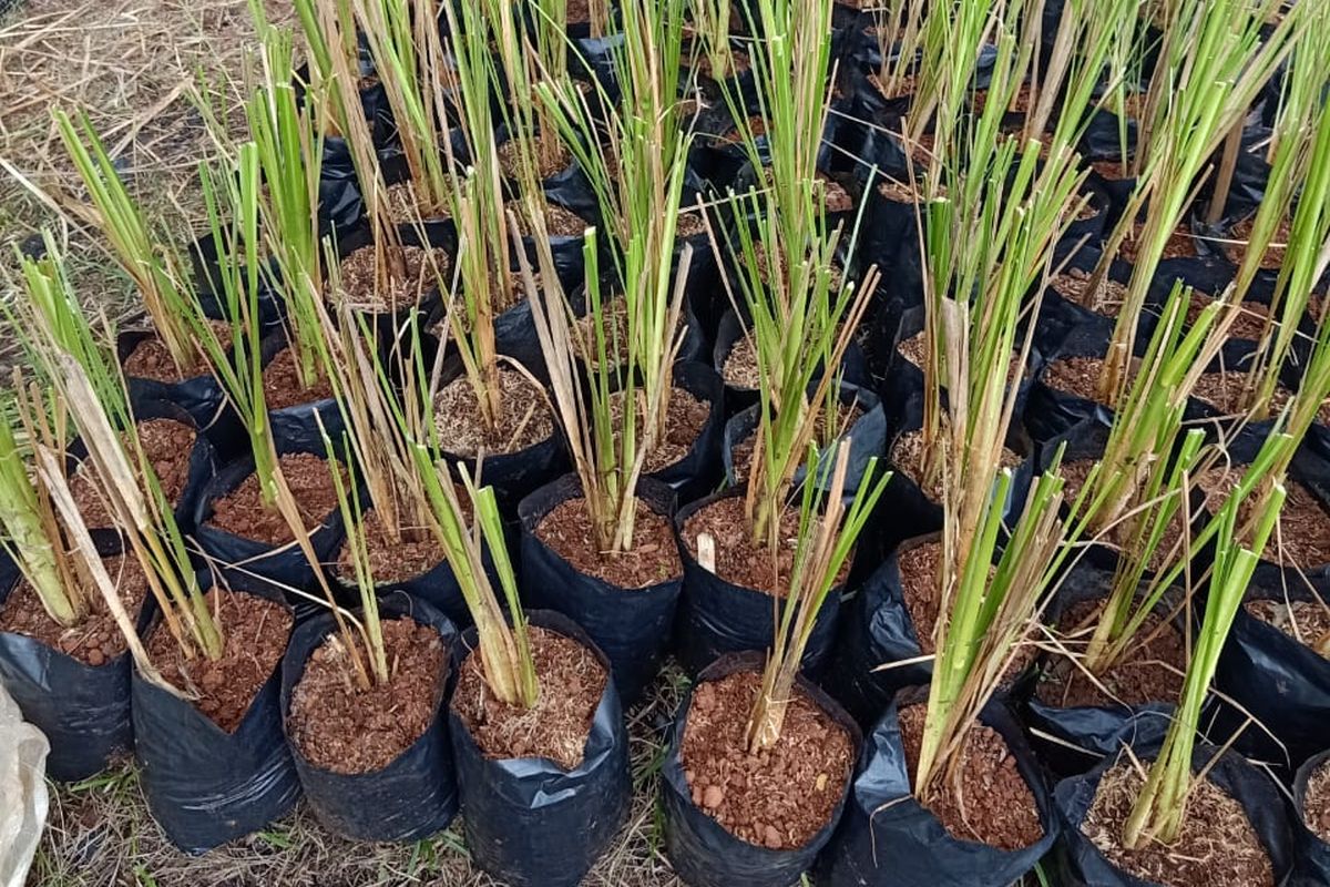 Peringatan BPBD Mojokerto: Angin Kencang Tidak Kenal Musim, Warga Diminta Waspada