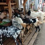 Inovasi Digital Bantu UMKM Beradaptasi di Era Baru, Daging Kemasan Digital