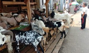 Inovasi Digital Bantu UMKM Beradaptasi di Era Baru, Daging Kemasan Digital