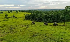 Struktur dan Fungsi Direktorat Jenderal KSDAE Struktur dan Fungsi Direktorat Jenderal KSDAE
