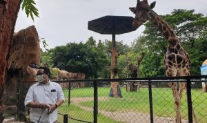 Perubahan Status KBS: Langkah Menuju Pengelolaan yang Lebih Profesional, Harga Tiket Naik?