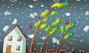 Cuaca Ekstrem di Situbondo: 22 Pohon Tumbang dan 5 Rumah Rusak